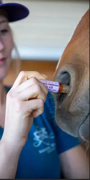Applying Angel Air pre-run aromatherapy roll-on directly to a horse's nostrils for optimal focus and respiratory support. Perfect for enhancing equine performance.