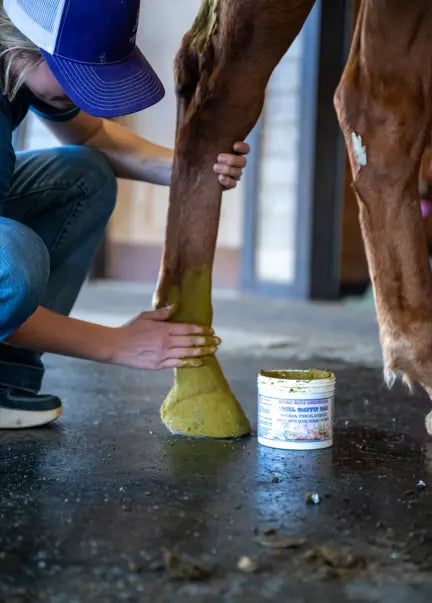 Image of a person applying Angel Muffin Mud on a horse’s leg, illustrating its role in promoting recovery and care.